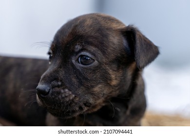 Brindle Jack Russell Head, The Puppy Is One Month Old. Looks Curiously To The Left. Animal Themes, Selective Focus, Blur