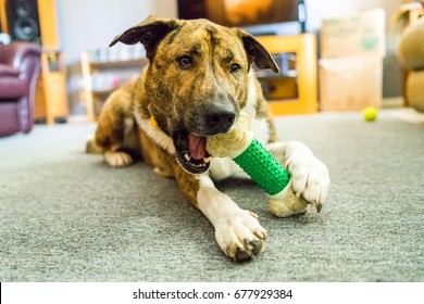 A Brindle Labrador Mixed Dog Chews On A Bone Chew Toy And Plays With Its Owner.