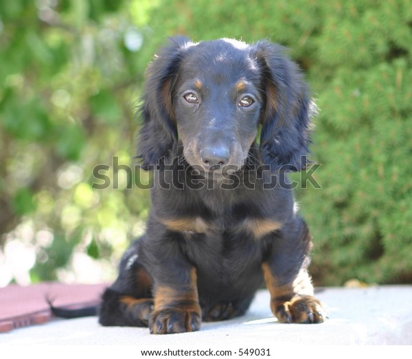 brindle long haired dachshund