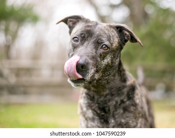 A Brindle Mixed Breed Dog Licking Its Lips