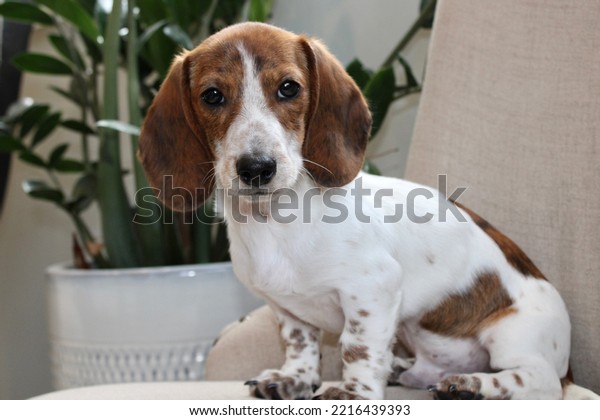 A brindle and piebald miniature\
dachshund puppy breed. He has brown, floppy ears and a white chest.\
He is sitting on an arm chair with a ZZ plant next to\
it.