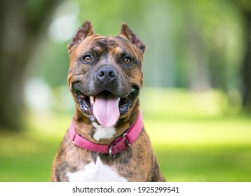 A brindle Pit Bull Terrier mixed breed dog with cropped ears