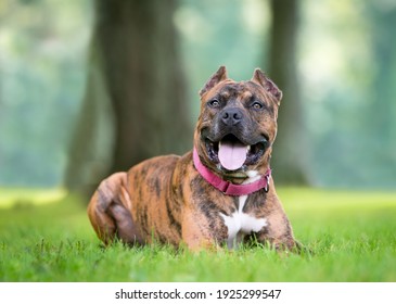 A brindle Pit Bull Terrier mixed breed dog with cropped ears lying down in the grass