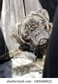 Brindle Pug Giving His Questionable Look