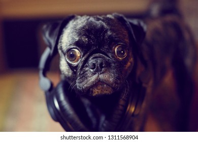 Brindle Pug With Headphones.