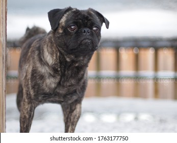 Brindle Pug Looking Curious During Winter