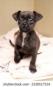 Brindle Pug Mix Male Puppy