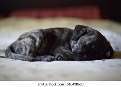 Brindle Pug Puppy Having A Nap On A Cozy Bed