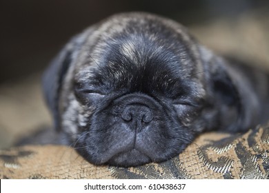 Brindle Pug Puppy Having A Nap In A Cozy Bed