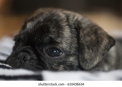 Brindle Pug Puppy Laying In A Cozy Bed