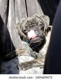 Brindle Pug Sticking His Tongue Out