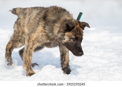 Brindle Puppy With Limb Disease Genu Varum. A Dog With Crooked Front Legs. The Dog Is Standing Outside In The Snow In Winter.