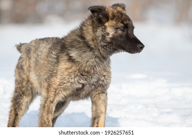 Brindle Puppy With Limb Disease Genu Varum. A Dog With Crooked Front Legs. The Dog Is Standing Outside In The Snow In Winter.