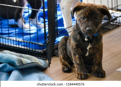 Brindle Puppy Sitting Outside Of Crate.