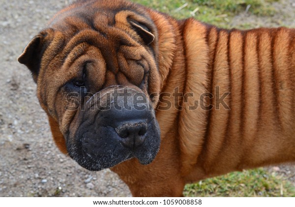 Brindle Shar Pei Dog Wrinkled Face Stock Photo Edit Now 1059008858