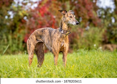 Brindle Whippet Dog Autumn Field