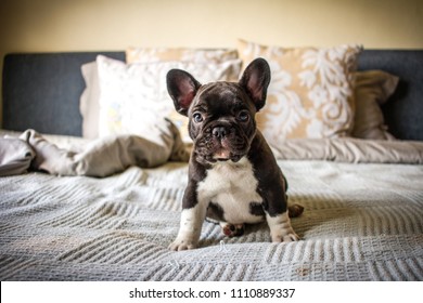 Brindle White French Bulldog Puppy Sitting Stock Photo (Edit Now ...