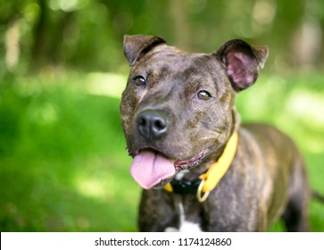 Happy Brindle Pit Bull Terrier Mixed Stock Photo (Edit Now) 1462162421