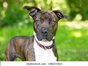 Brindle White Pit Bull Terrier Mixed Stock Photo 1480272452 | Shutterstock