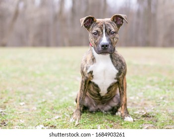 A brindle and white Pit Bull Terrier mixed breed puppy sitting outdoors