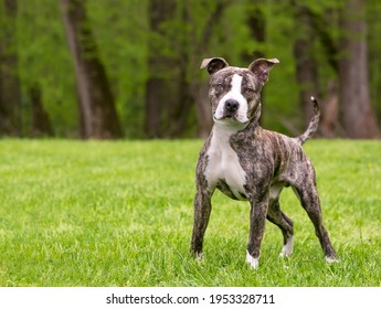 Brindle Pit Bull Hd Stock Images Shutterstock