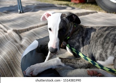 Whippet Puppy Images Stock Photos Vectors Shutterstock