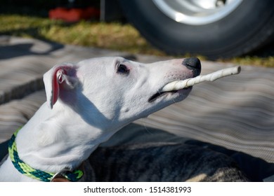 Whippet Puppy Images Stock Photos Vectors Shutterstock