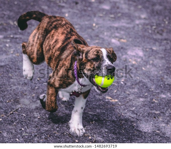 Adorable Bulldog Boxer Mix Puppy