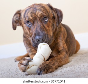 Brindled Hound With A Rawhide Bone