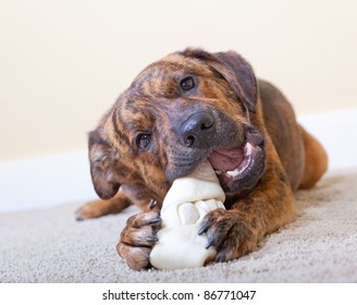 Brindled Hound With A Rawhide Bone