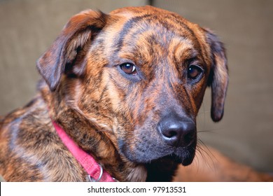 Brindled Plott Hound At Home