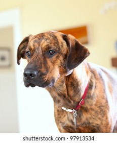 Brindled Plott Hound At Home