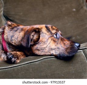 Brindled Plott Hound At Home