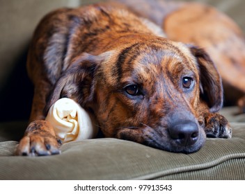 Brindled Plott Hound At Home