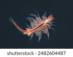 the brine shrimp artemia salina with black background