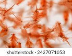 Brine shrimp, live foods for aquarium fish, fresh hatched brine shrimp (Artemia salina)
