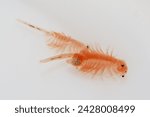 Brine shrimp, live foods for aquarium fish, fresh hatched brine shrimp (Artemia salina)
