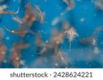 Brine shrimp, live foods for aquarium fish, fresh hatched brine shrimp (Artemia salina)