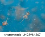 Brine shrimp, live foods for aquarium fish, fresh hatched brine shrimp (Artemia salina)