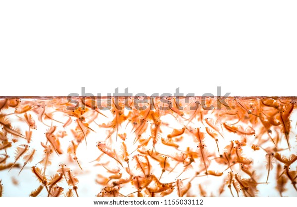 Brine Shrimp Seamonkey Swimming Surface Water Stock Photo 1155033112 ...