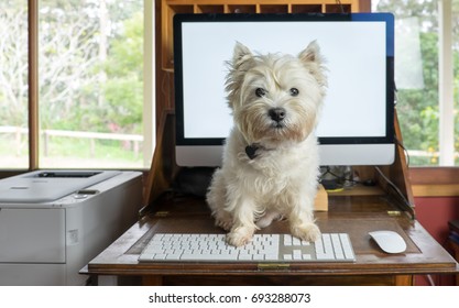 Bring Dog To Work Day - West Highland White Terrier On Desk With Computer In Working From Home Office