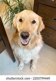 Bring Your Dog To Work. A Smiling Golden Retriever Keeps Her Owner Company In The Office. Many Employers Offer Unique Perks To Attract Employees Like Allowing Workers To Bring Their Pets To The Office