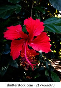 Bringht Red Hibiscus Flower In Kwa Zulu Natal