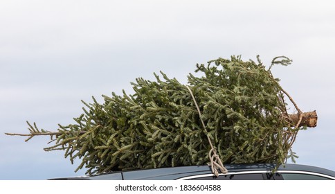 Bringing home the Christmas tree tied to the roof of the car - Shutterstock ID 1836604588