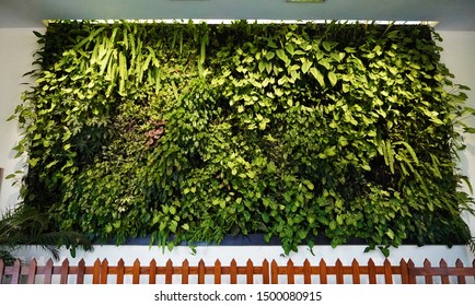 Bringing Nature Indoors. Vertical Garden In An Office.                              