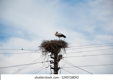 Bringing new babies. Stork in stick nest on electrci pole. White stork and nestling on cloudy sky. Stork family. Large migratory bird with black and white plumage. Stork returning to nest in spring.