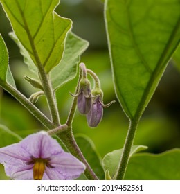 Brinjal Flowers With Brinjal Tree Branch 