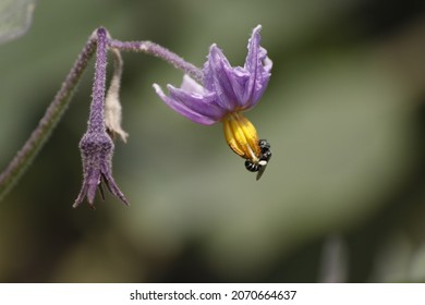 Brinjal Plant Flower With Bud In It