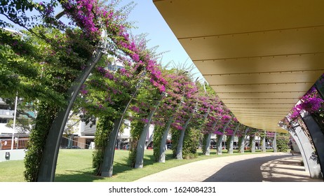 Brisbane, Australia - Dec 2019: A view of the award-winning South Bank Grand Arbour. It is a kilometre long arbour, curled spires draped in ever blooming bougainvillea, leads throught the parklands.