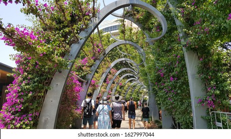 Brisbane, Australia - Nov 2019: A view of the award-winning South Bank Grand Arbour. It is a kilometre long arbour, curled spires draped in ever blooming bougainvillea, leads throught the parklands.